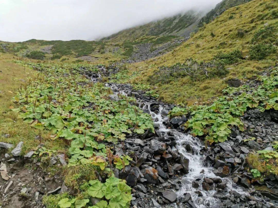 缤纷水果茶